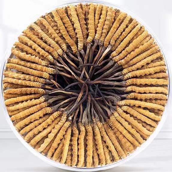 昆玉冬虫夏草回收